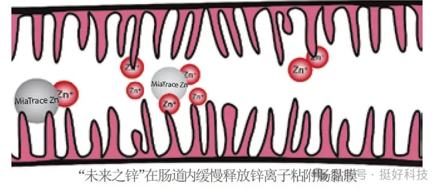 缓释放.png