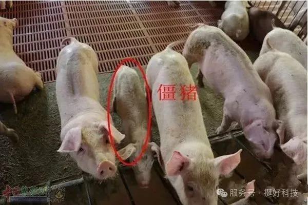 僵猪2.jpg